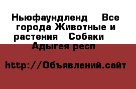 Ньюфаундленд  - Все города Животные и растения » Собаки   . Адыгея респ.